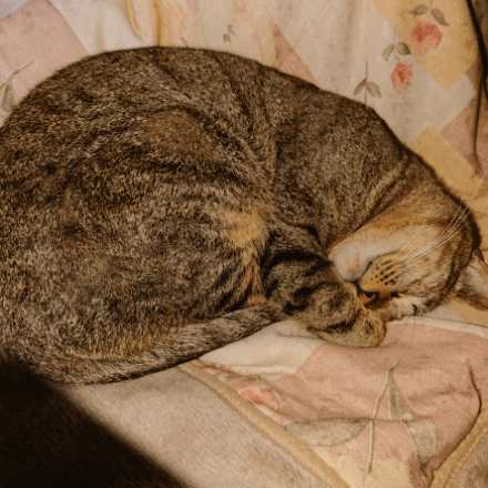 会員プロフィール画像