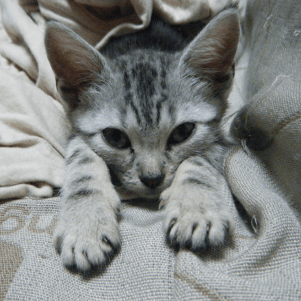 会員プロフィール画像