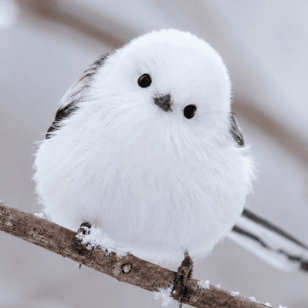 会員プロフィール画像