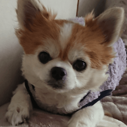会員プロフィール画像